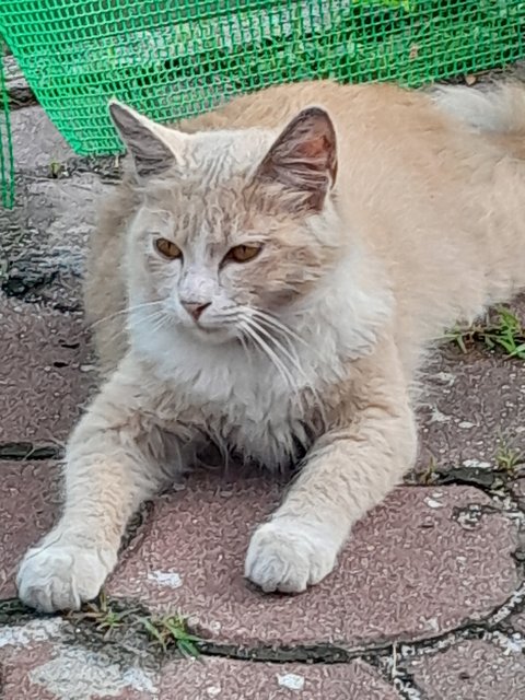 Girl - Domestic Long Hair Cat