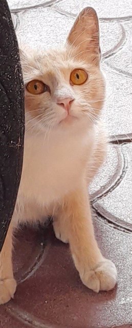 Girl - Domestic Long Hair Cat