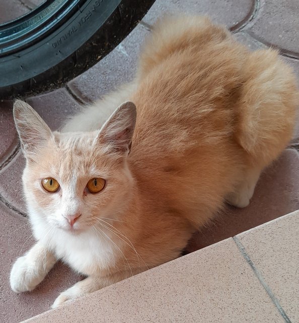 Girl - Domestic Long Hair Cat