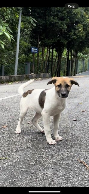 Milo - Terrier Mix Dog