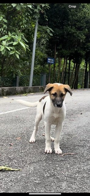 Milo - Terrier Mix Dog