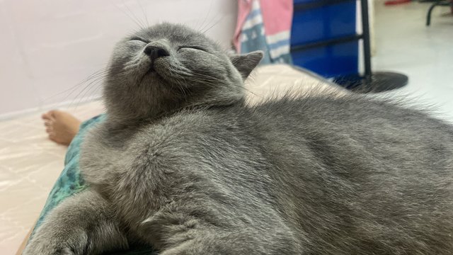 Kecik - British Shorthair Cat