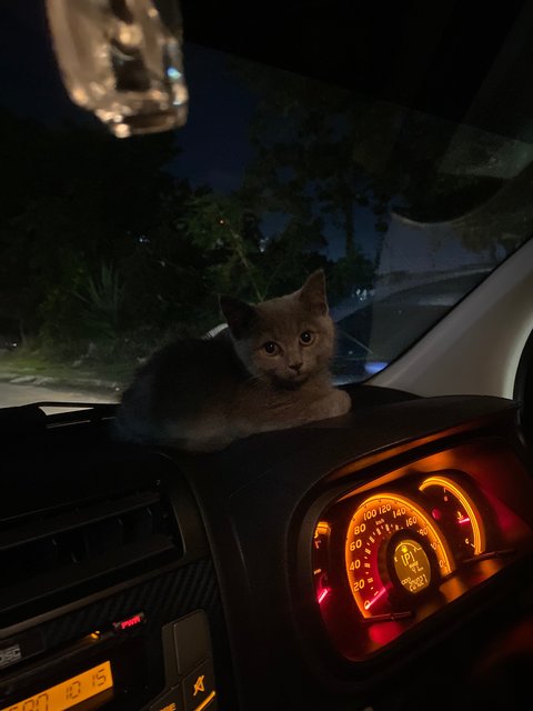 Kecik - British Shorthair Cat