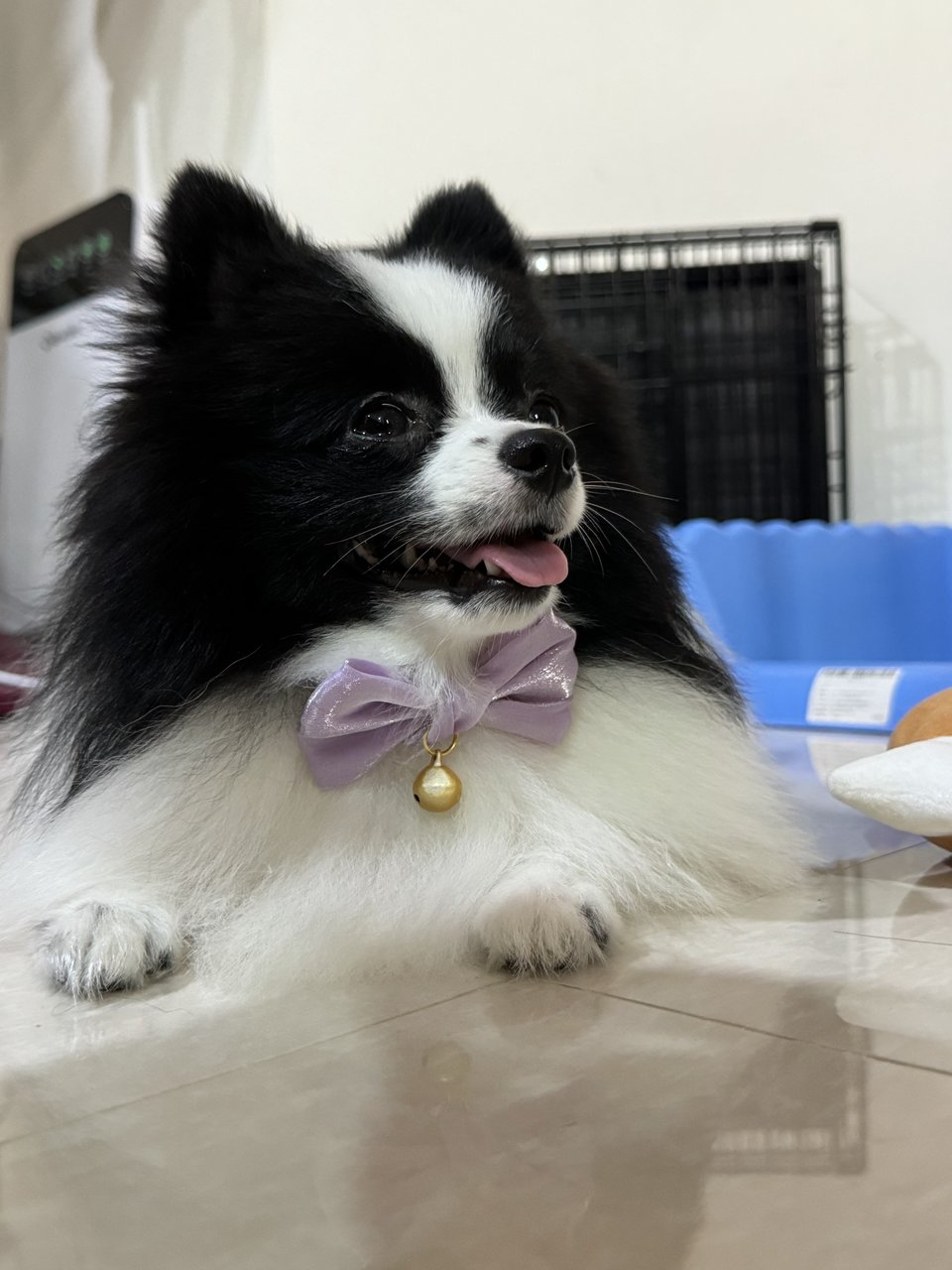 Panda - Pomeranian Dog