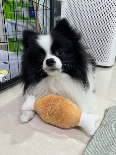 Panda - Pomeranian Dog