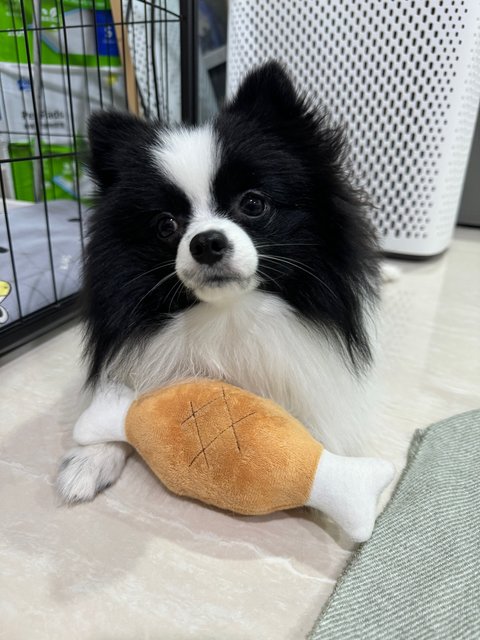 Panda - Pomeranian Dog