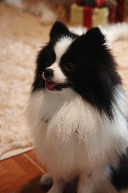 Panda - Pomeranian Dog