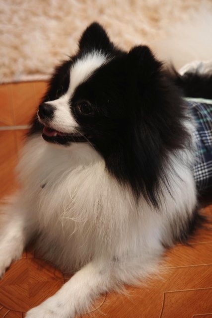 Panda - Pomeranian Dog