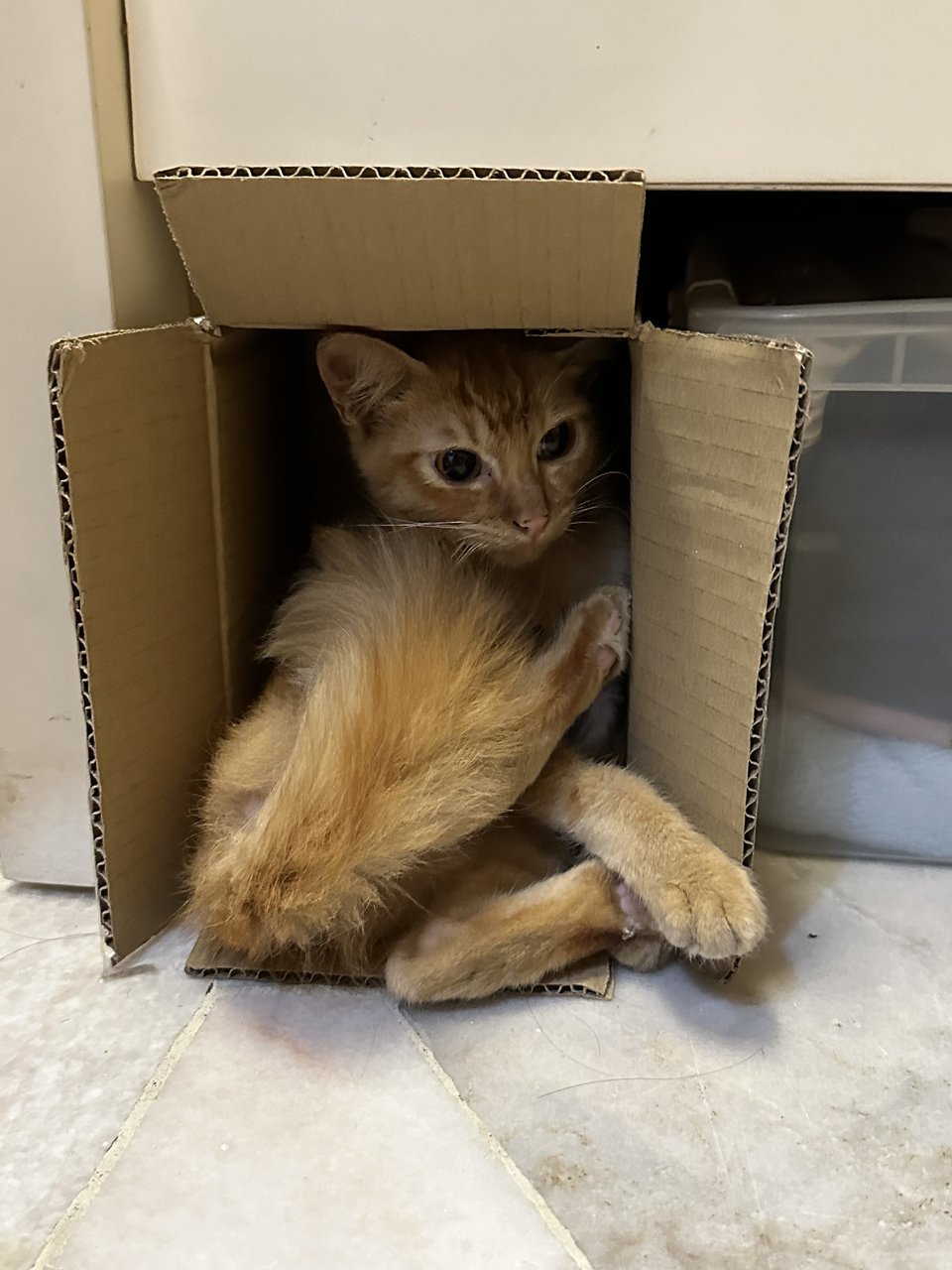 Fufu  - Domestic Long Hair Cat