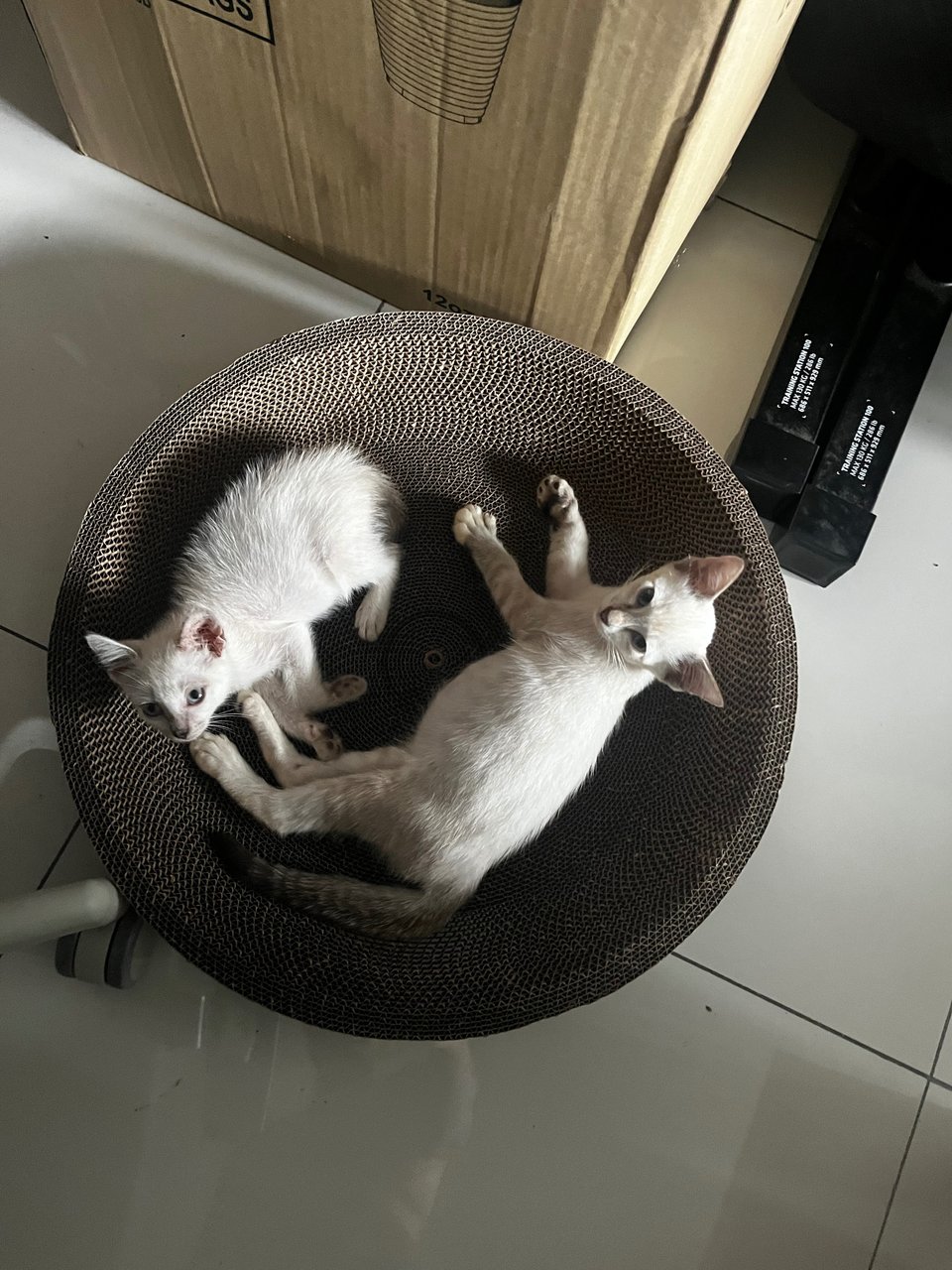 Kiji &amp; Poco - Siamese + Domestic Short Hair Cat