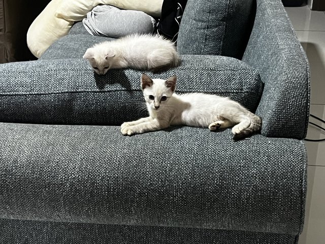 Kiji &amp; Poco - Siamese + Domestic Short Hair Cat