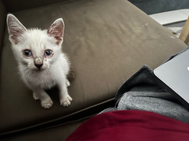 Kiji &amp; Poco - Siamese + Domestic Short Hair Cat