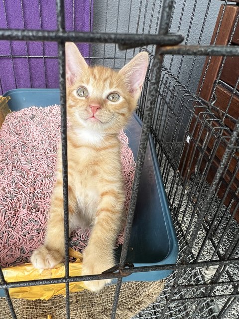 Roe (Orange) - Tabby Cat