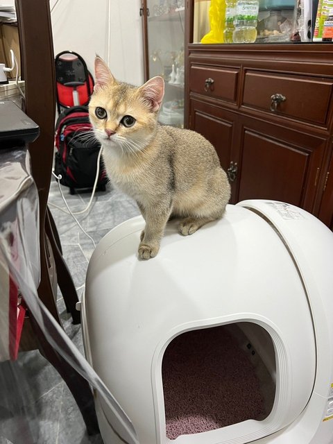 Baby - British Shorthair Cat