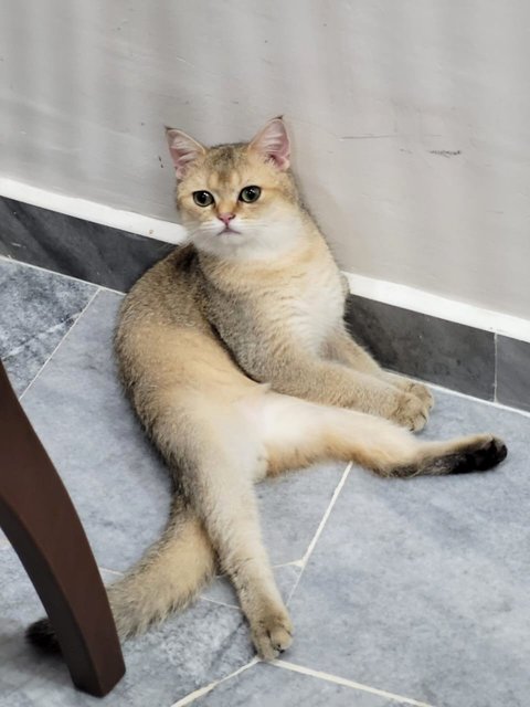 Baby - British Shorthair Cat