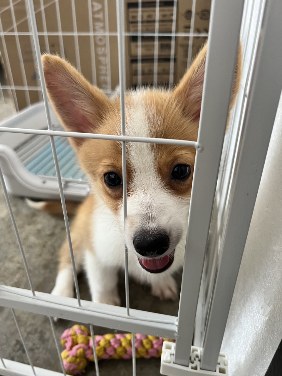 Corgi Girl With Tail  - Corgi Dog