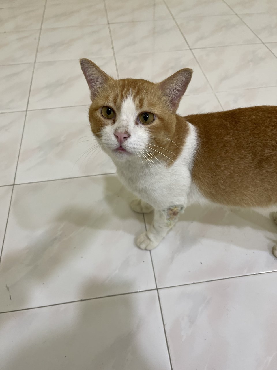 Oyen - Domestic Short Hair Cat