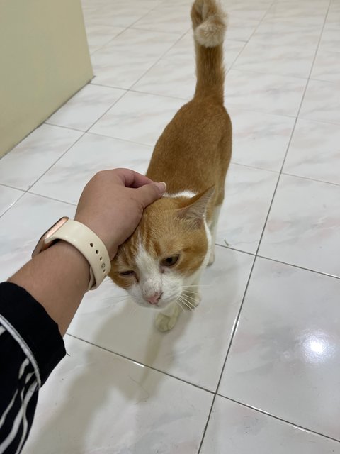 Oyen - Domestic Short Hair Cat