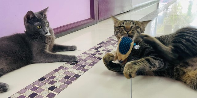 Charles And Oliver - Russian Blue + Domestic Short Hair Cat