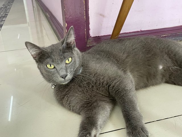 Charles And Oliver - Russian Blue + Domestic Short Hair Cat