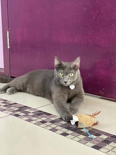 Charles And Oliver - Russian Blue + Domestic Short Hair Cat