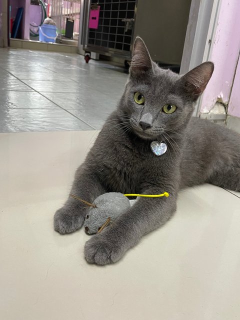 Charles And Oliver - Russian Blue + Domestic Short Hair Cat