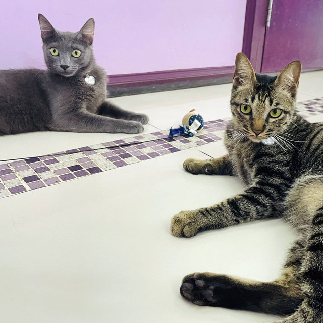 Charles And Oliver - Russian Blue + Domestic Short Hair Cat