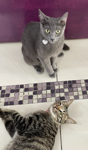 Charles And Oliver - Russian Blue + Domestic Short Hair Cat