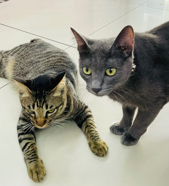 Charles And Oliver - Russian Blue + Domestic Short Hair Cat