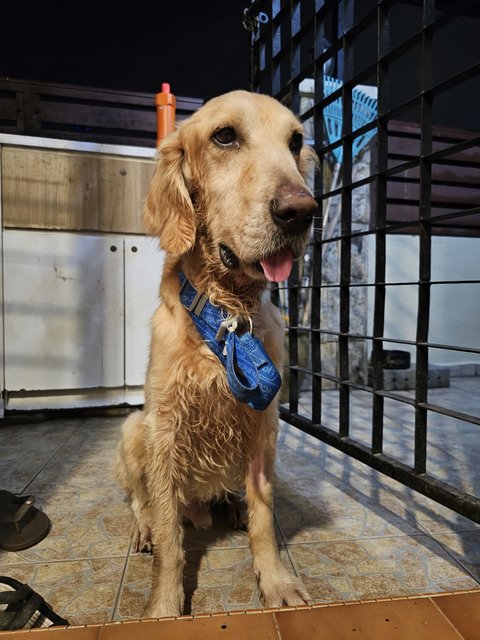 Casper  - Golden Retriever Dog