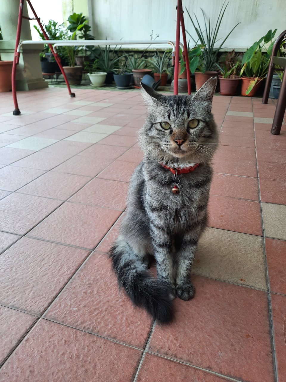 Smokey - Domestic Long Hair Cat