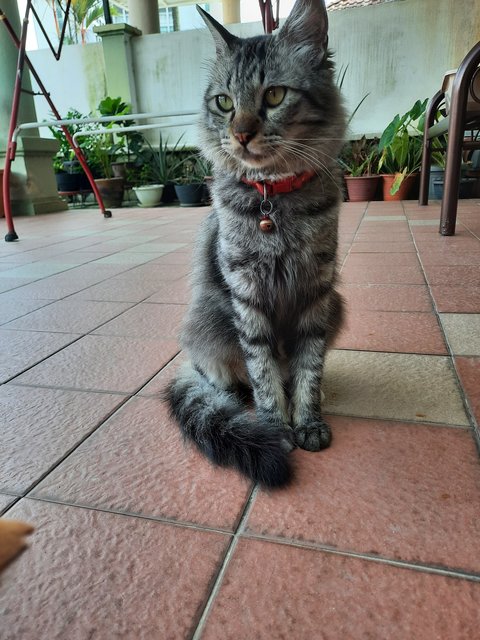 Smokey - Domestic Long Hair Cat