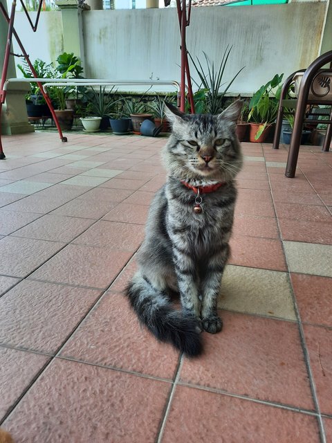 Smokey - Domestic Long Hair Cat