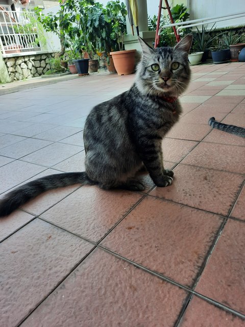 Smokey - Domestic Long Hair Cat