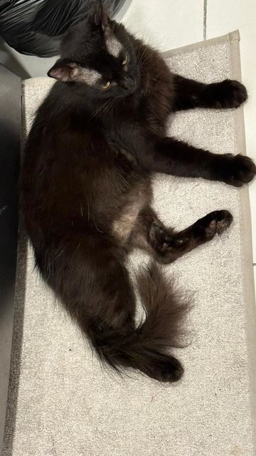 Toothless - Domestic Long Hair Cat