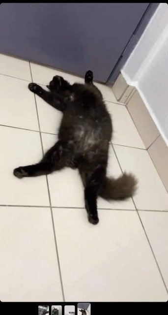 Toothless - Domestic Long Hair Cat