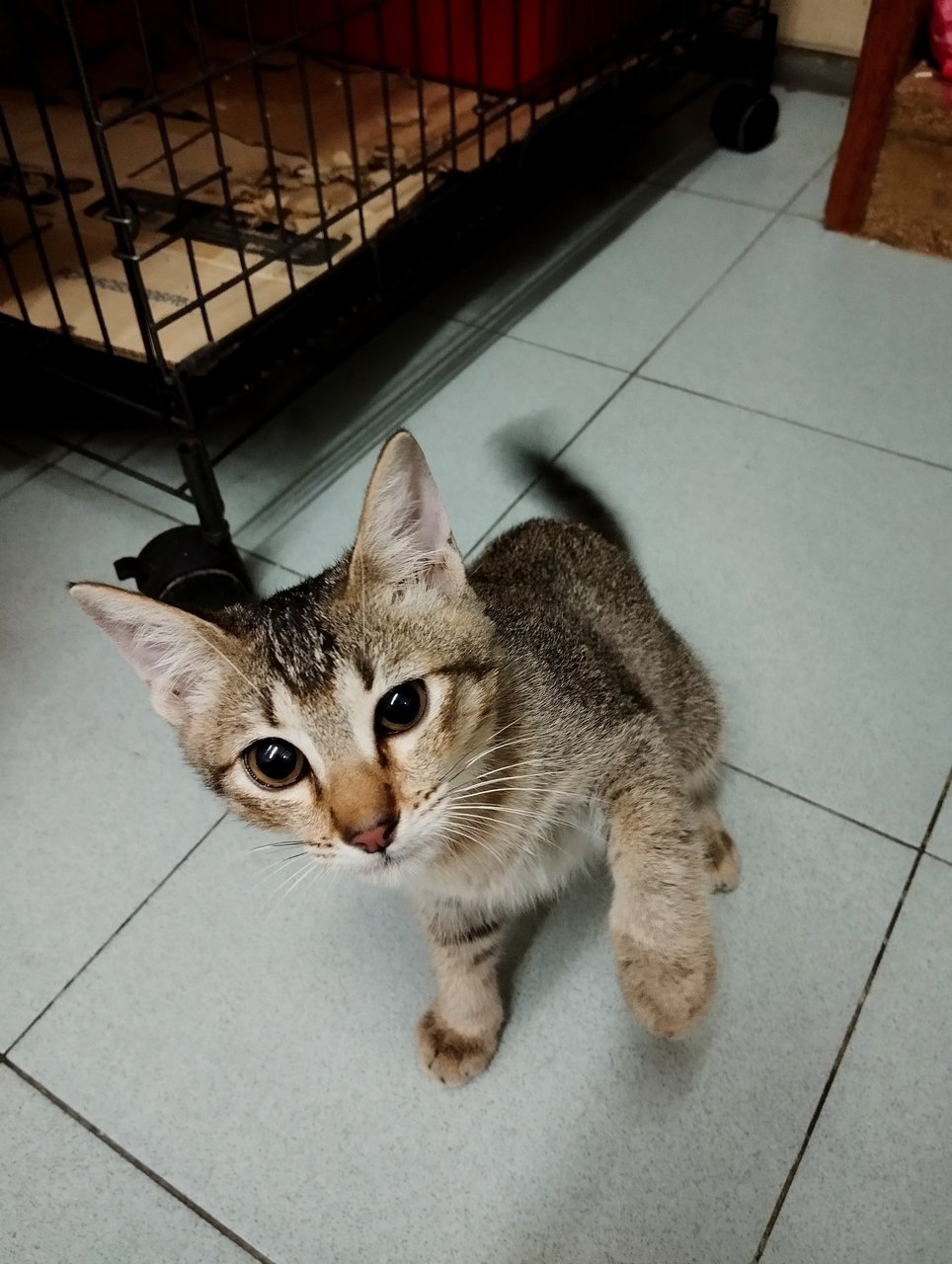 Ani - Domestic Short Hair Cat