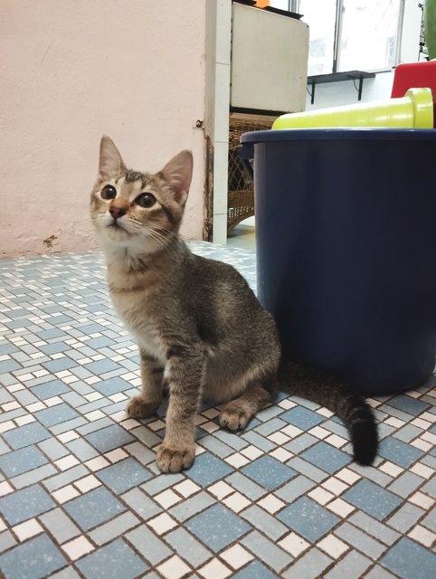 Ani - Domestic Short Hair Cat