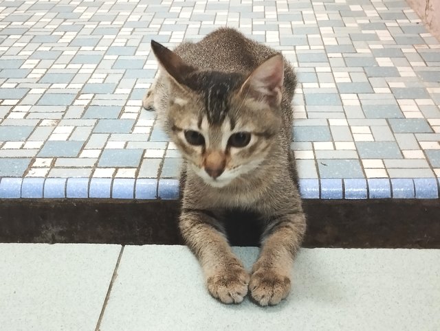 Ani - Domestic Short Hair Cat