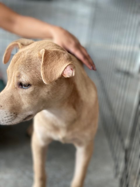 Brownie - Mixed Breed Dog