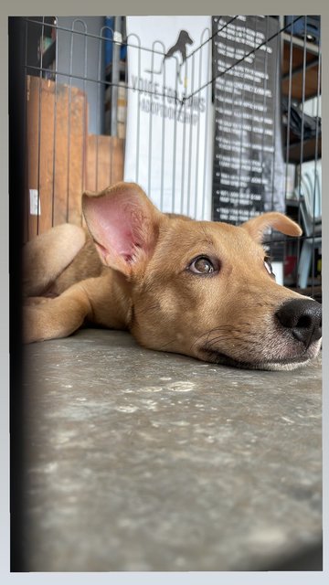 Brownie - Mixed Breed Dog