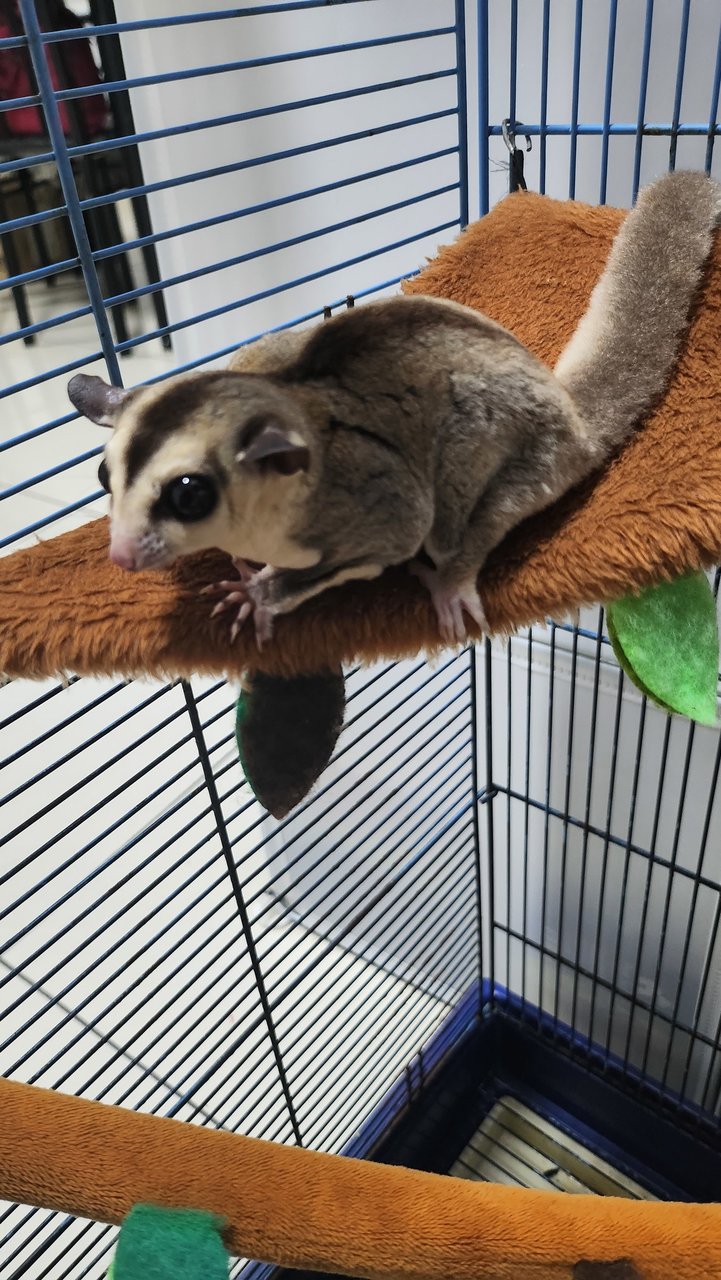 Ngeh - Sugar Glider Small & Furry