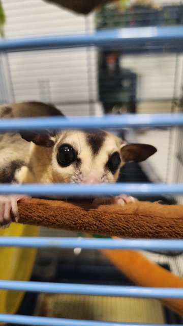 Ngeh - Sugar Glider Small & Furry