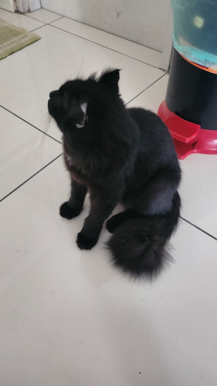 Onyx - American Curl + Maine Coon Cat