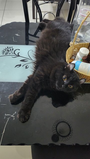 Onyx - American Curl + Maine Coon Cat