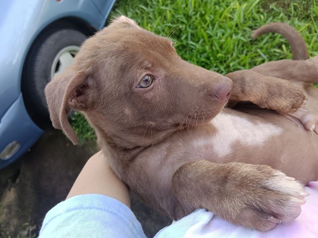 Woody - Mixed Breed Dog