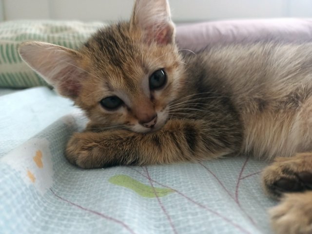 Junae , Allen , Thunder - Bengal + Abyssinian Cat