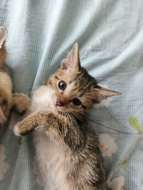 Junae , Allen , Thunder - Bengal + Abyssinian Cat