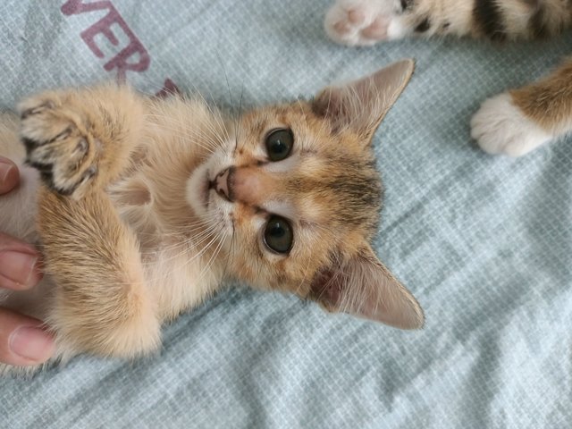 Junae , Allen , Thunder - Bengal + Abyssinian Cat