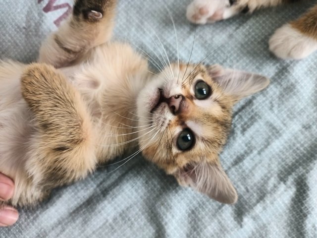 Junae , Allen , Thunder - Bengal + Abyssinian Cat